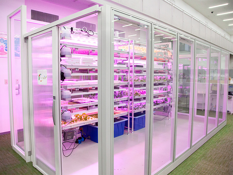 Cultivating vegetables with LED farming